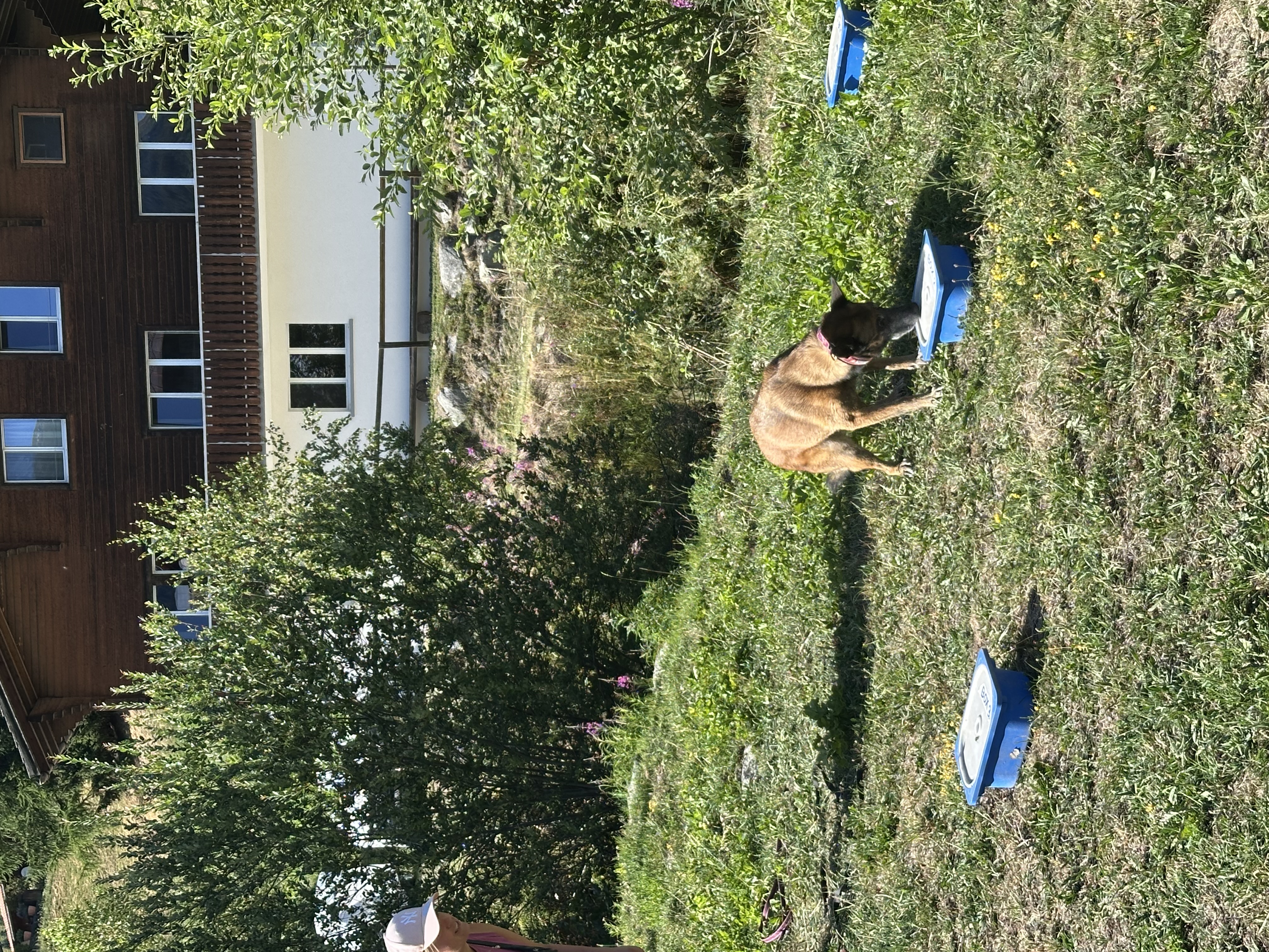 Das Bild zeigt eine Frau, die im Gras neben einem Hund steht, mit einem Hut auf dem Kopf. Im Hintergrund befinden sich Bäume, Gebäude und ein klarer blauer Himmel. Hunderassen: Malinois. Aktivität: Chillen (chill).