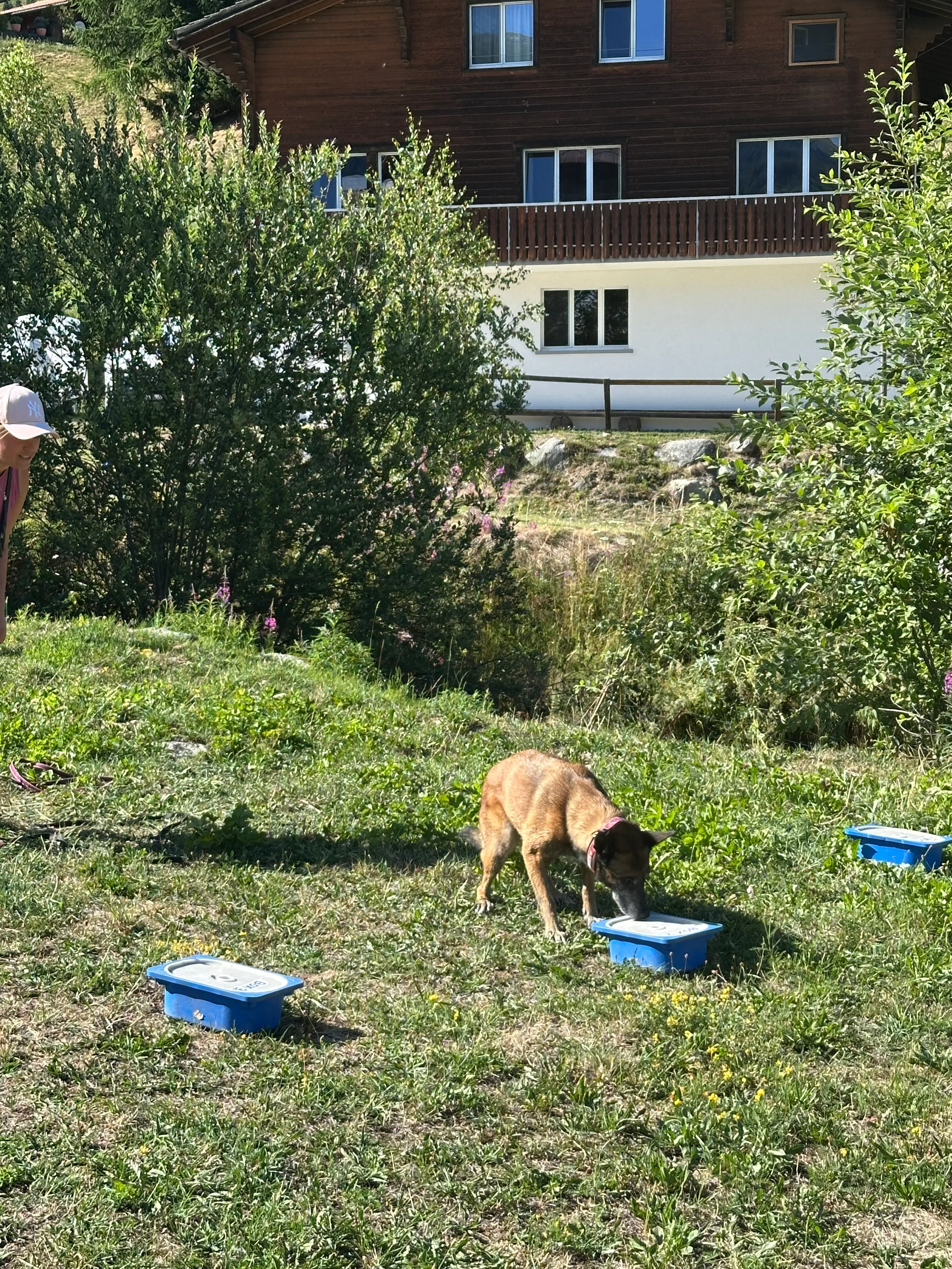 Das Bild zeigt eine Frau, die im Gras neben einem Hund steht, mit einem Hut auf dem Kopf. Im Hintergrund befinden sich Bäume, Gebäude und ein klarer blauer Himmel. Hunderassen: Malinois. Aktivität: Chillen (chill).
