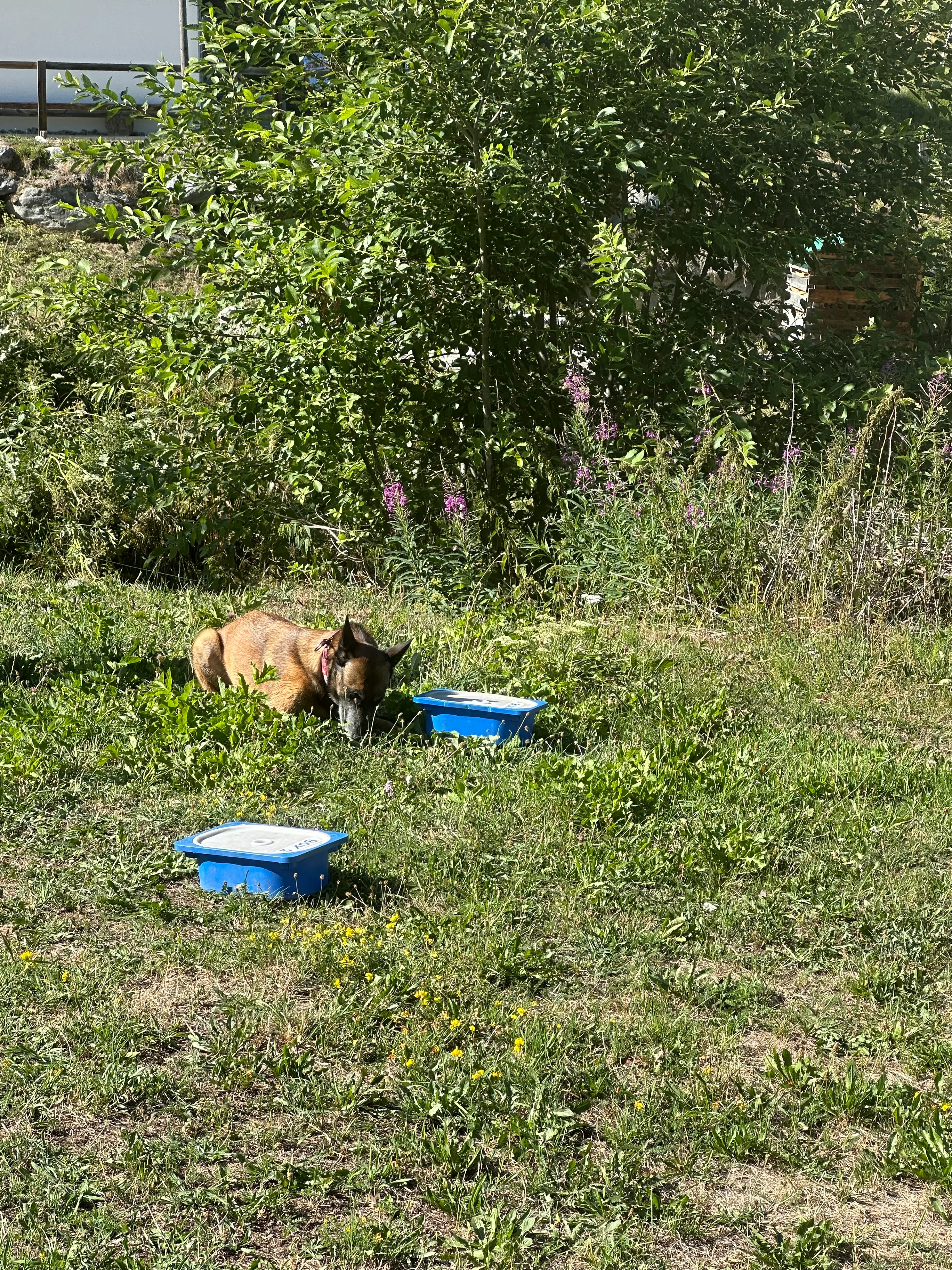 Das Bild zeigt einen Hund im Gras neben einer blauen Box, umgeben von Pflanzen und Bäumen. Auf der linken Seite des Bildes befindet sich eine Wand, und der Hund scheint nach oben auf die Box zu schauen. Aktivität: Chillen (chill).