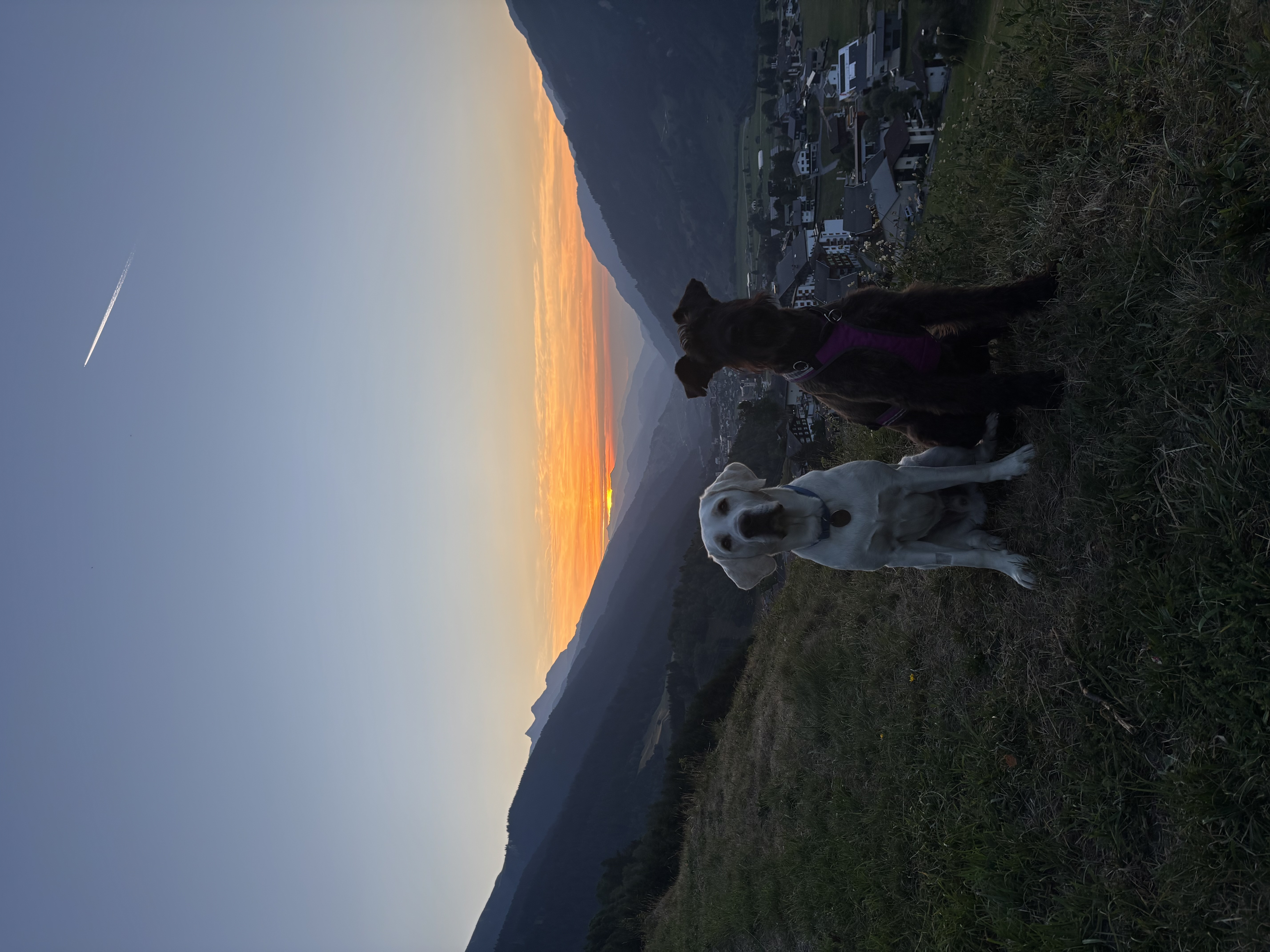 Das Bild zeigt zwei Hunde, die auf einem grasbedeckten Hang sitzen, mit ein paar Gebäuden und Bäumen im Hintergrund. Der Himmel ist eine schöne Mischung aus blau und weiß, und die Sonne geht in der Ferne unter. Hunderassen: Hund, Hund. Aktivität: Chillen (chill).