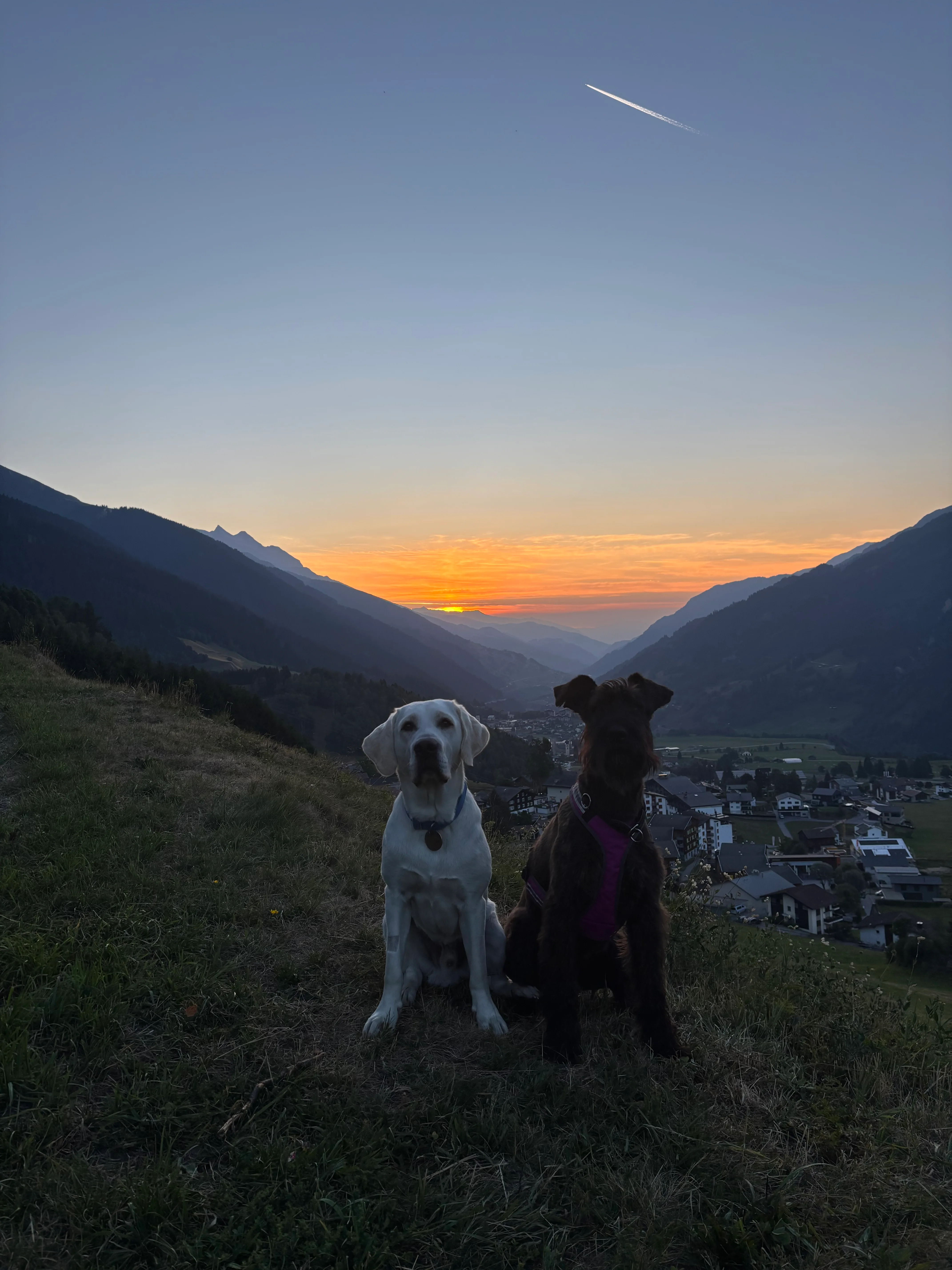 Das Bild zeigt zwei Hunde, die auf einem grasbedeckten Hang sitzen, mit ein paar Gebäuden und Bäumen im Hintergrund. Der Himmel ist eine schöne Mischung aus blau und weiß, und die Sonne geht in der Ferne unter. Hunderassen: Hund, Hund. Aktivität: Chillen (chill).