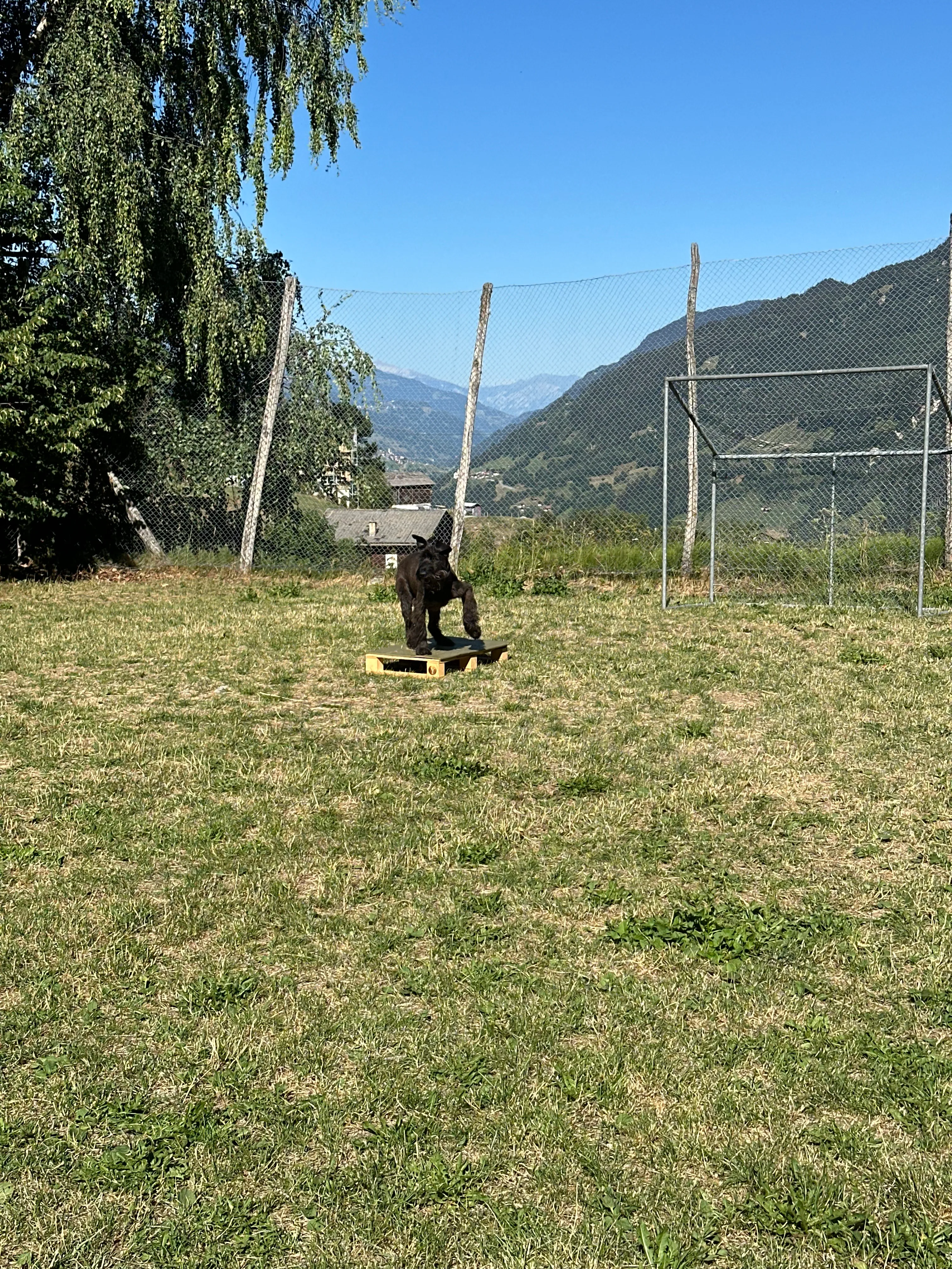 Das Bild zeigt eine Person, die ein Skateboard auf einem grasbedeckten Hang reitet, umgeben von Bäumen und einem Zaun. Der Himmel ist im Hintergrund sichtbar. Hunderassen: Hund. Aktivität: Chillen (chill).