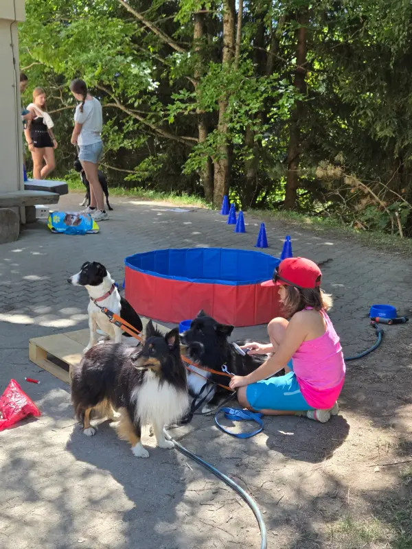 Eine Frau mit einem rosa T-Shirt, blauen Shorts und einer roten Mütze, die eine Leine an zwei Hunden an der Leine… Rasse: Berner Sennenhund. – Jugend und Hund Lager 2026 in Segnas