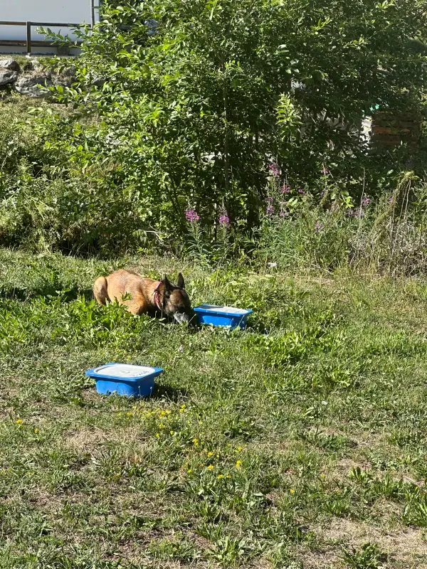 Das Bild zeigt einen Hund im Gras neben einem blauen Mülleimer, umgeben von Pflanzen und Bäumen. – Jugend und Hund Lager 2026 in Segnas