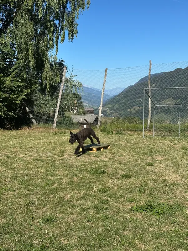 Das Bild zeigt einen schwarzen Hund, der auf einem üppig grünen Feld steht, umgeben von Bäumen und einem Zaun. – Jugend und Hund Lager 2026 in Segnas