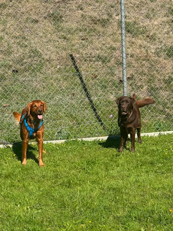 Zwei braune Hunde, die im Gras neben einem Kettengliedzaun stehen. Rassen: Irish Setter, Labrador Retriever. – Jugend und Hund Lager 2026 in Segnas