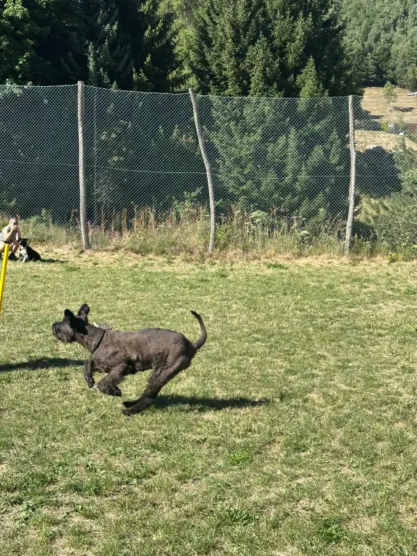 Das Bild zeigt einen schwarzen Hund, der auf seinen Hinterbeinen im Gras steht, mit einem gelben Pol davor. – Jugend und Hund Lager 2026 in Segnas