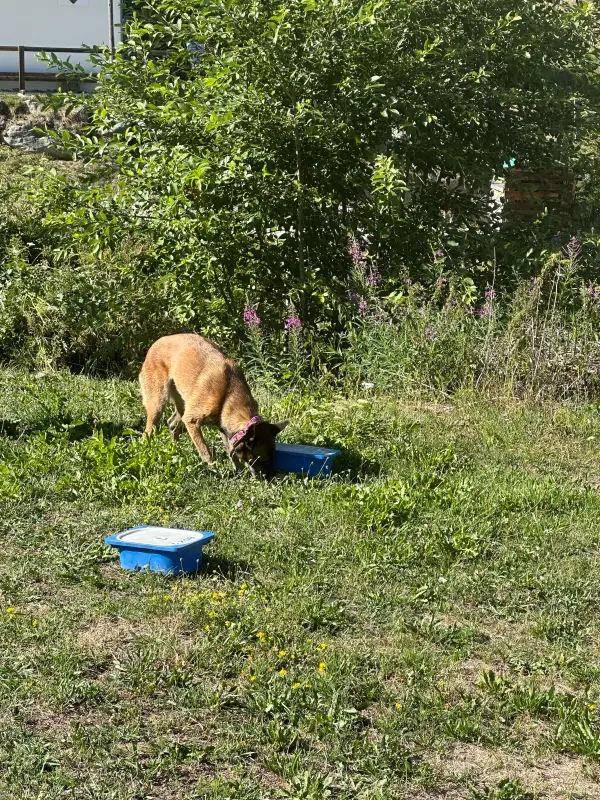 Das Bild zeigt einen Hund, der im Gras neben einer blauen Mülltonne liegt, umgeben von Pflanzen und Blumen. Rasse: Malinois. – Jugend und Hund Lager 2026 in Segnas