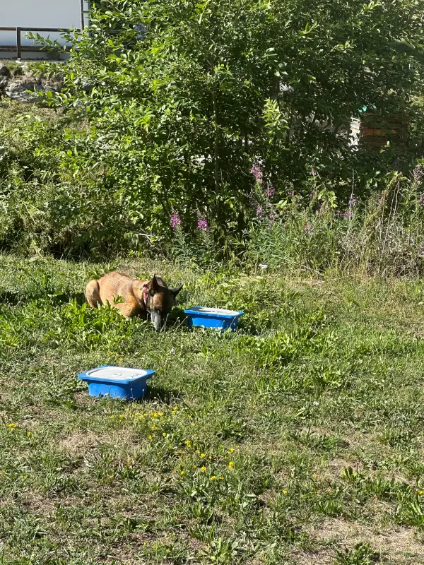 Das Bild zeigt einen Hund im Gras neben einer blauen Box, umgeben von Pflanzen und Bäumen. – Jugend und Hund Lager 2026 in Segnas