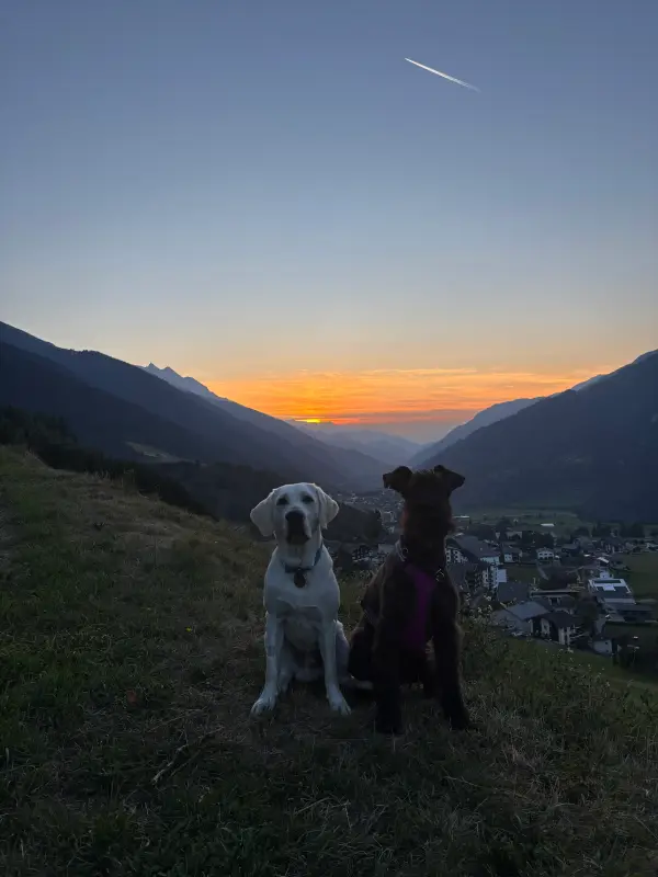 Zwei Hunde, die auf einem grasbedeckten Hang sitzen, mit ein paar Gebäuden und Bäumen im Hintergrund. – Jugend und Hund Lager 2026 in Segnas