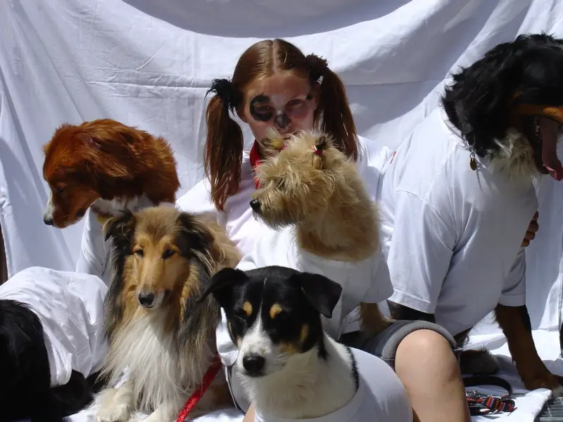 Eine Frau, die auf einem Bett mit einer Gruppe von Hunden sitzt. – Jugend und Hund Lager 2003 in Lenzerheide