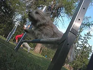 Ein springender hund über ein. – Jugend und Hund Lager 2003 in Lenzerheide