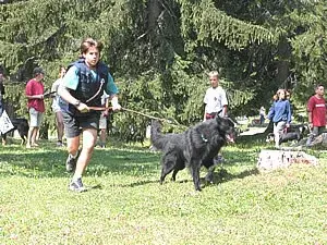 Ein Hund zieht einen Mann an der Leine. – Jugend und Hund Lager 2003 in Lenzerheide