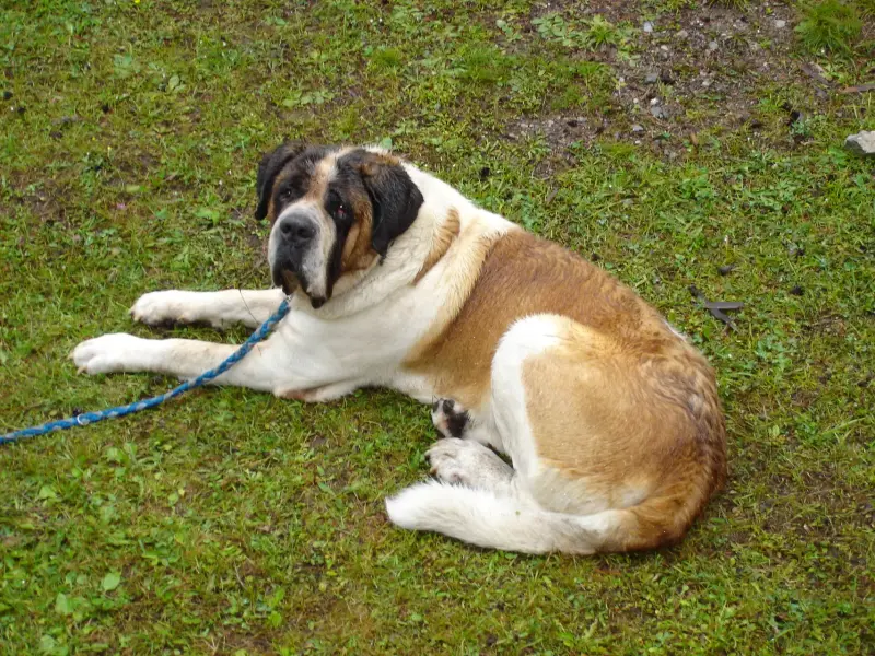 Ein Hund, der mit einer blauen Leine auf dem Boden liegt. – Jugend und Hund Lager 2004 in Lenzerheide