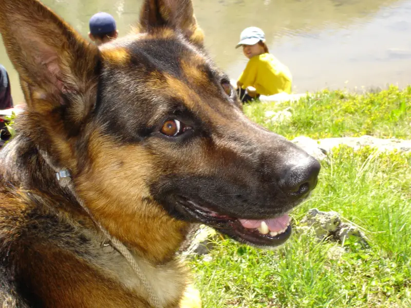 Ein mit einem Hund mit einem Halsband. – Jugend und Hund Lager 2004 in Lenzerheide