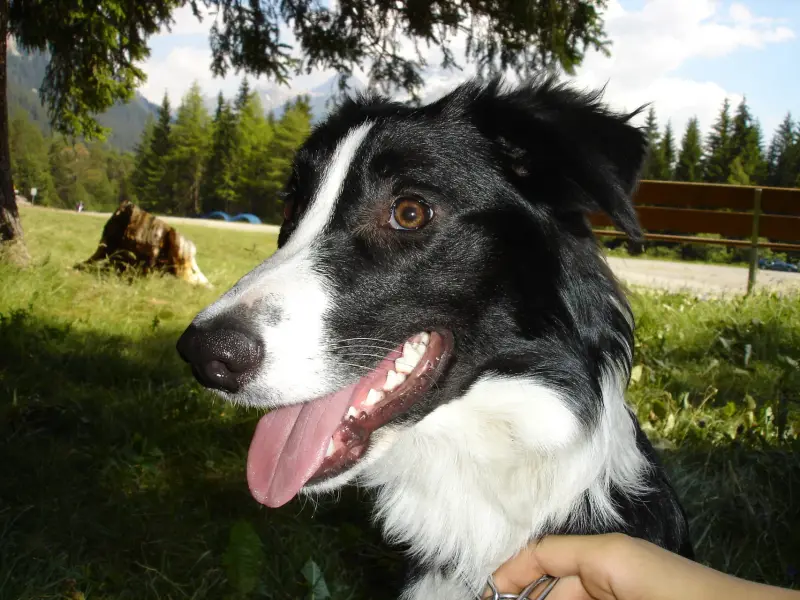 Mit einem Hund mit einem Hund mit einer Zunge. – Jugend und Hund Lager 2004 in Lenzerheide