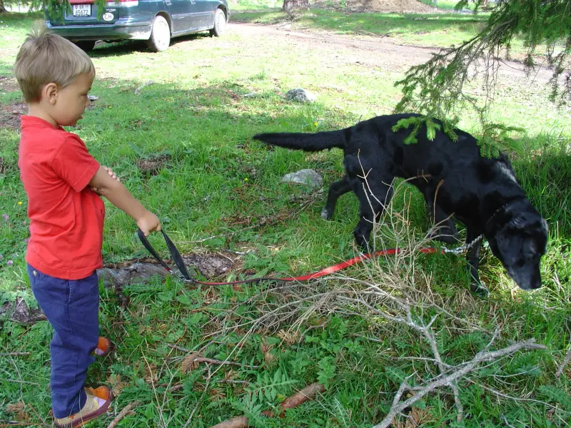 Ein junger Junge spielt mit einem schwarzen Hund. – Jugend und Hund Lager 2004 in Lenzerheide