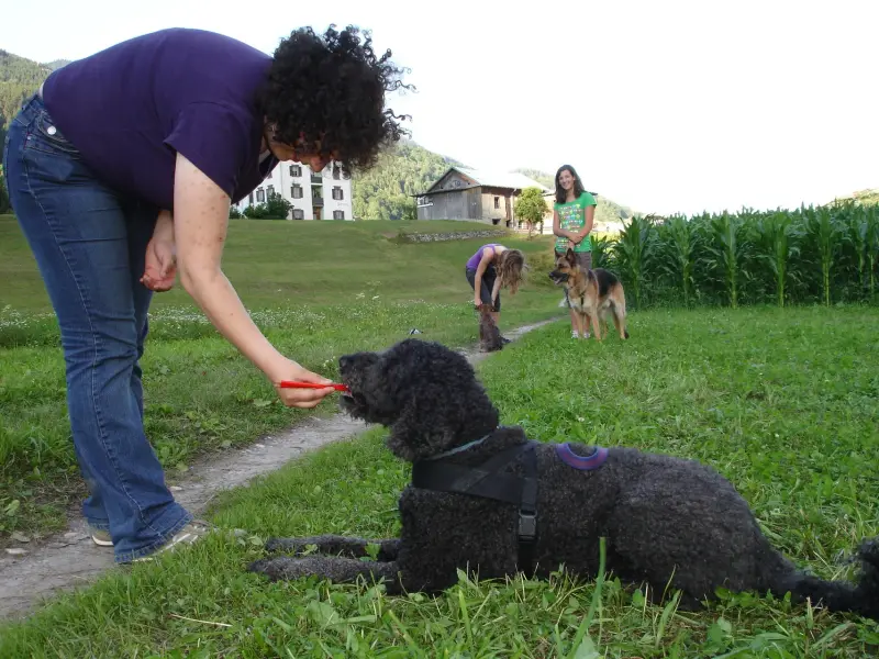 Eine Frau in einem lila Hemd und eine blaue Hose, die einen schwarzen Pudel auf einer… Rassen: Deutscher Schäferhund, Grosspudel, Zwergpudel. – Jugend und Hund Lager 2009 in Ruen