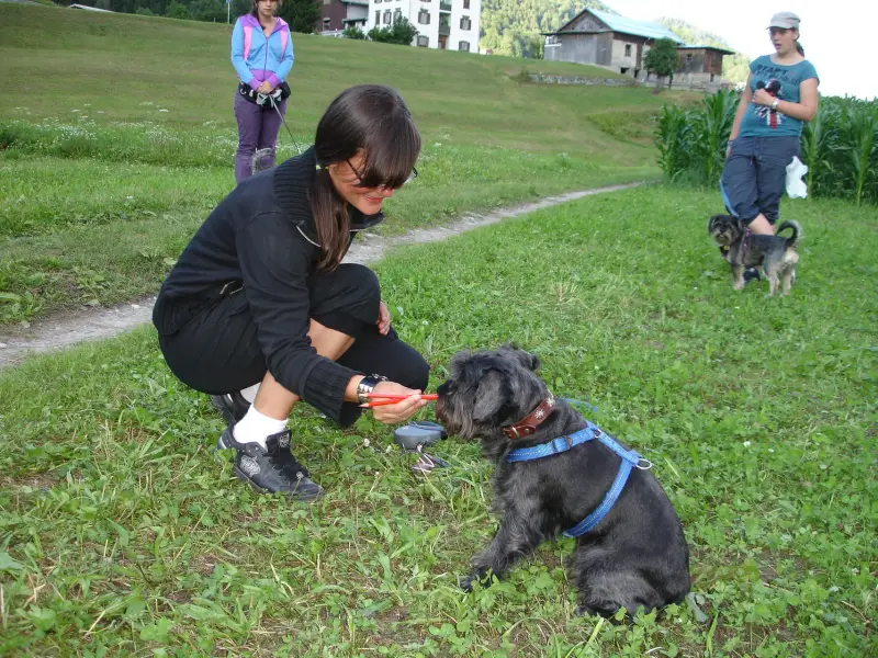 Eine Frau, die neben einem schwarzen Schnauzer auf einer Leine in einem Grasfeld kniet. Rassen: Zwergschnauzer, Mittelschnauzer. – Jugend und Hund Lager 2009 in Ruen