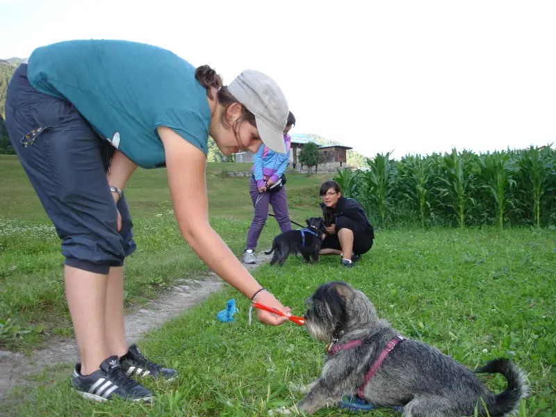 Eine Frau, die eine Mütze trägt und ein Spielzeug in der Hand hält und einen kleinen Hund auf… Rassen: Mittelschnauzer, Scottish Terrier. – Jugend und Hund Lager 2009 in Ruen