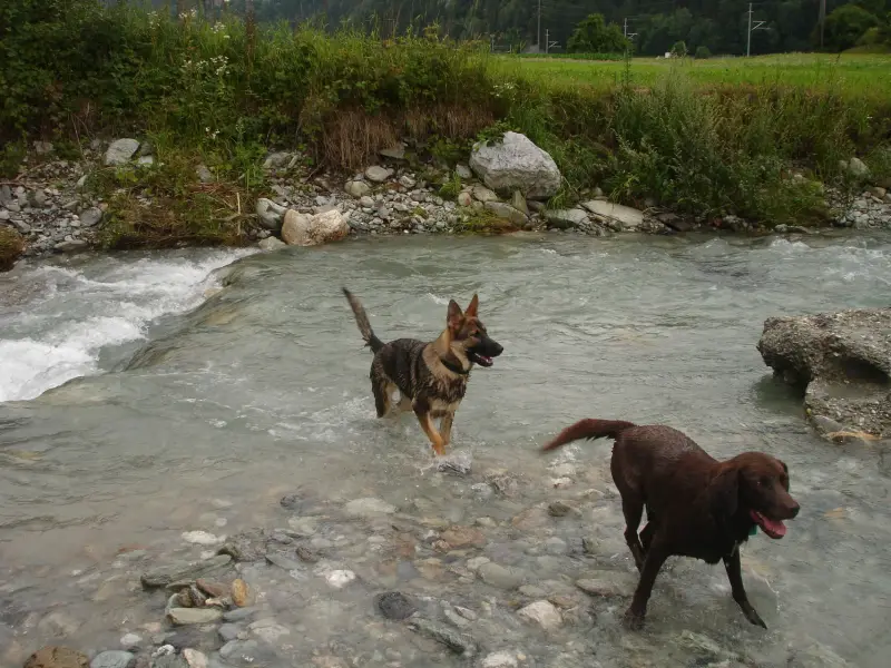 Zwei Hunde, die in einem Fluss laufen, umgeben von Felsen, Pflanzen, Bäumen… Rassen: Chesapeake Bay Retriever, Deutscher Schäferhund. – Jugend und Hund Lager 2009 in Ruen
