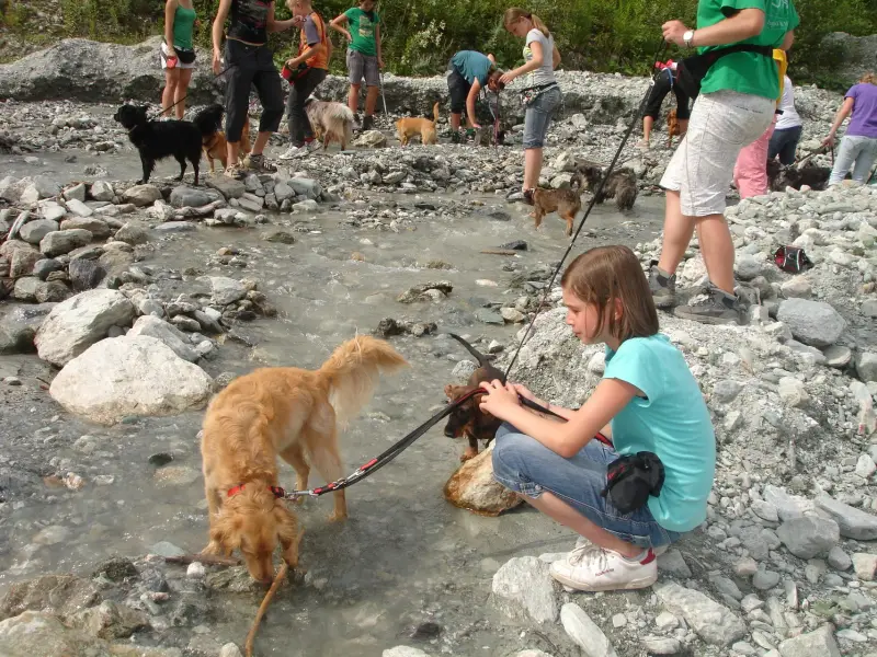 Eine Gruppe von Menschen, die auf einem felsigen Strand stehen, wobei eine… Rassen: Golden Retriever, Belgischer Schäferhund (Groenendael). – Jugend und Hund Lager 2009 in Ruen