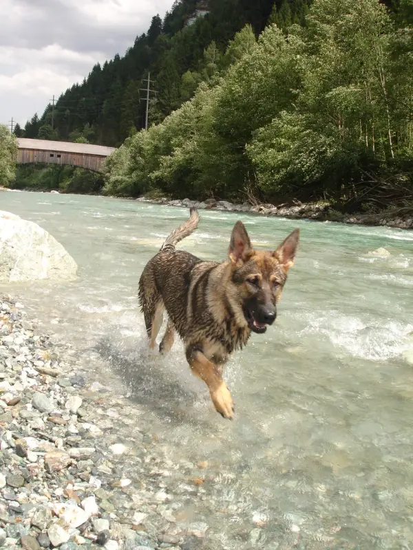 Das Bild zeigt einen Schäferhund, der durch einen Fluss mit Felsen auf der linken Seite läuft, Bäume und eine… Rasse: Deutscher Schäferhund. – Jugend und Hund Lager 2009 in Ruen