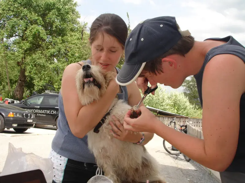Das Bild zeigt einen Mann und eine Frau, die einen kleinen Hund auf der Strasse streicheln. Rasse: Lhasa Apso. – Jugend und Hund Lager 2009 in Ruen