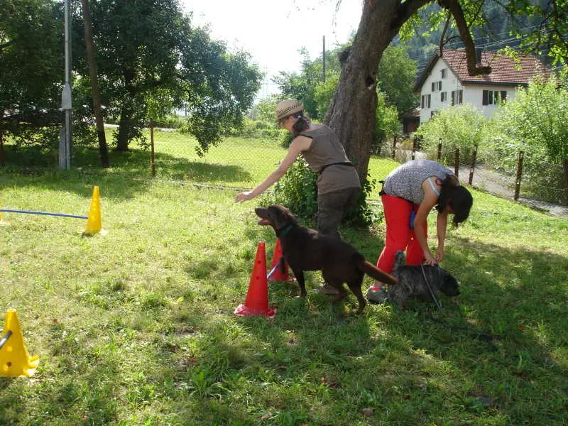 Zwei Frauen, die mit zwei Hunden in einem grasigen Bereich spielen, umgeben von Bäumen… Rassen: Australian Kelpie, Scottish Terrier. – Jugend und Hund Lager 2009 in Ruen