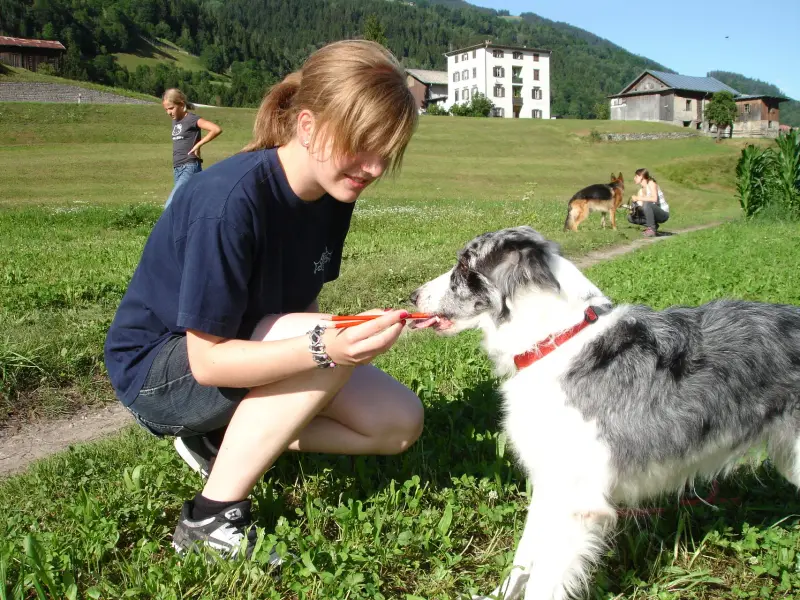Eine Frau, die auf einem Feld mit einem Hund kniet und ein Objekt in der Hand hält. Rassen: Border Collie, Deutscher Schäferhund. – Jugend und Hund Lager 2009 in Ruen