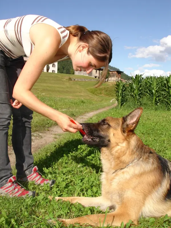 Eine Frau, die einen Schäferhund auf einem Feld streichelt, umgeben von Pflanzen, Bäumen und Gebäuden mit einem… Rasse: Deutscher Schäferhund. – Jugend und Hund Lager 2009 in Ruen