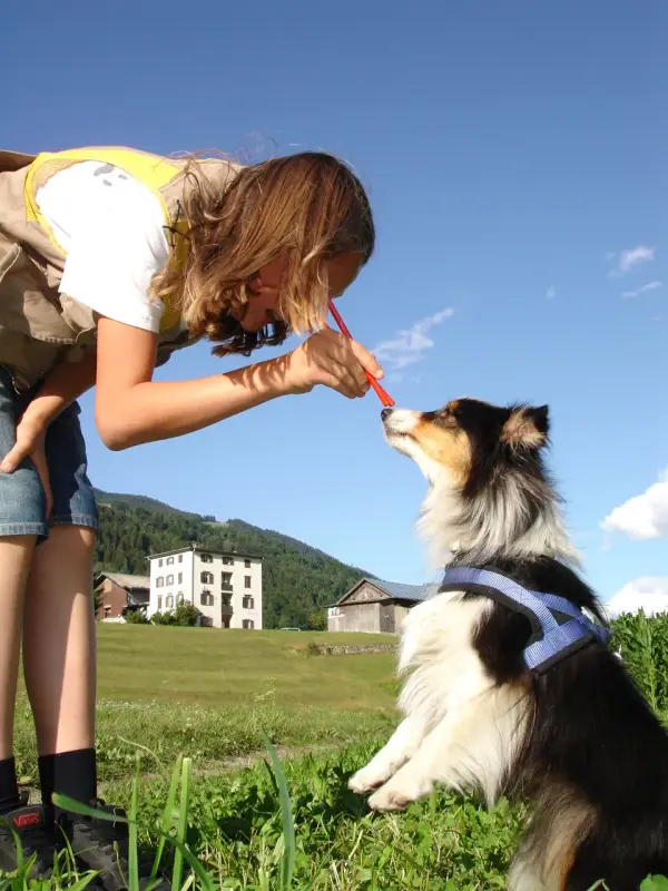 Eine Frau, die ein gelb-weisses Kleid trägt, das auf einem Feld steht und einen Hund mit einem roten Objekt in der Hand… Rasse: Sheltie. – Jugend und Hund Lager 2009 in Ruen