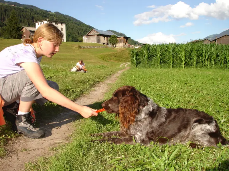 Eine Frau, die sich neben einem braun-weissen englischen Setter in einem Feld niederkniet. Rassen: Cocker Spaniel, English Springer Spaniel. – Jugend und Hund Lager 2009 in Ruen