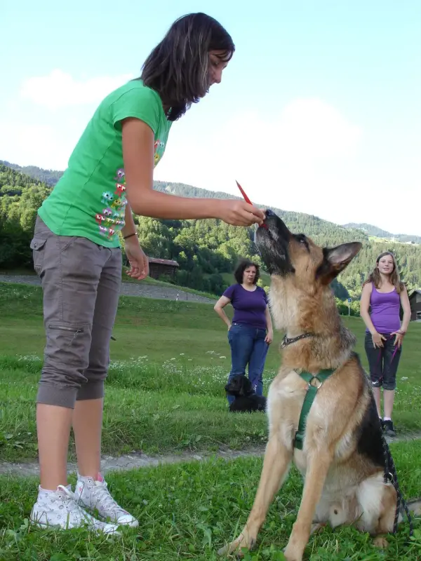 Eine Frau mit einem grünen T-Shirt und grauen Hosen, die auf einem Grasfeld stehen und einen Schäferhund… Rasse: Deutscher Schäferhund. – Jugend und Hund Lager 2009 in Ruen