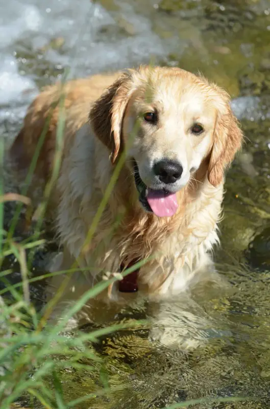Ein Hund ist im Wasser mit seiner Zunge heraus. – Jugend und Hund Lager 2015 in Segnas