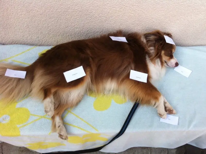 Ein Hund, der auf einer Decke liegt. – Jugend und Hund Lager 2015 in Segnas