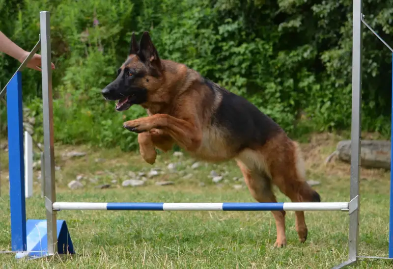 Das Bild zeigt einen Schäferhund, der in einem von Bäumen umgebenen Grasgebiet über ein Hindernis springt. – Jugend und Hund Lager 2015 in Segnas