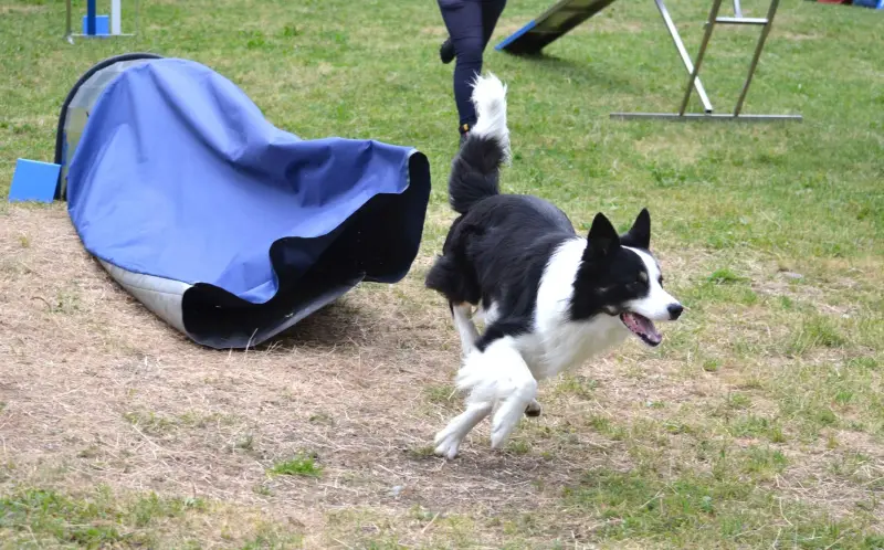 Das Bild zeigt einen schwarz-weissen Hund, der über ein grasbedecktes Feld läuft, mit einer Person, die im Hintergrund steht. – Jugend und Hund Lager 2015 in Segnas