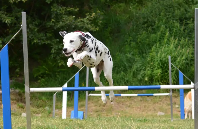 Das Bild zeigt einen dalmatinischen Hund, der in einem Feld über ein Hindernis springt, mit einer Person, die auf der linken Seite des… – Jugend und Hund Lager 2015 in Segnas