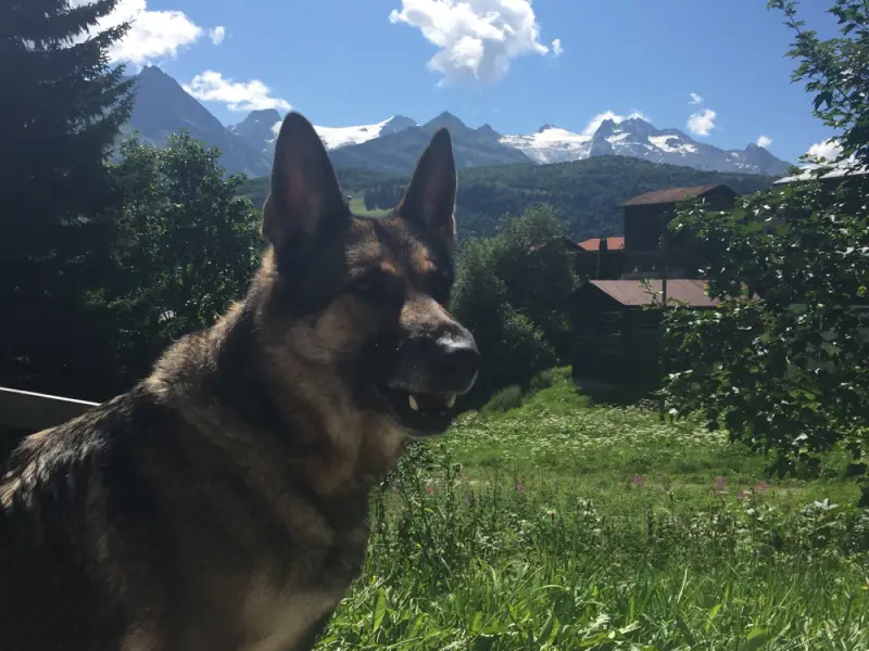 Ein Hund steht in einem Grasfeld. – Jugend und Hund Lager 2016 in Segnas