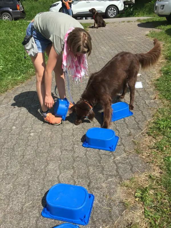 Eine Frau füttern einen Hund mit einem Spielzeug. – Jugend und Hund Lager 2016 in Segnas