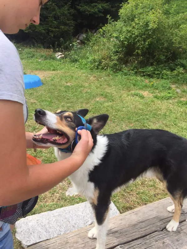 Ein Mann füttert einen Hund mit einem Spielzeug. – Jugend und Hund Lager 2016 in Segnas
