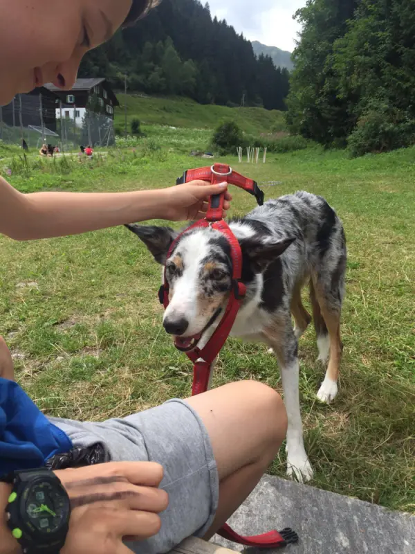 Eine Frau, die einen Hund an einer Leine streichelt. – Jugend und Hund Lager 2016 in Segnas