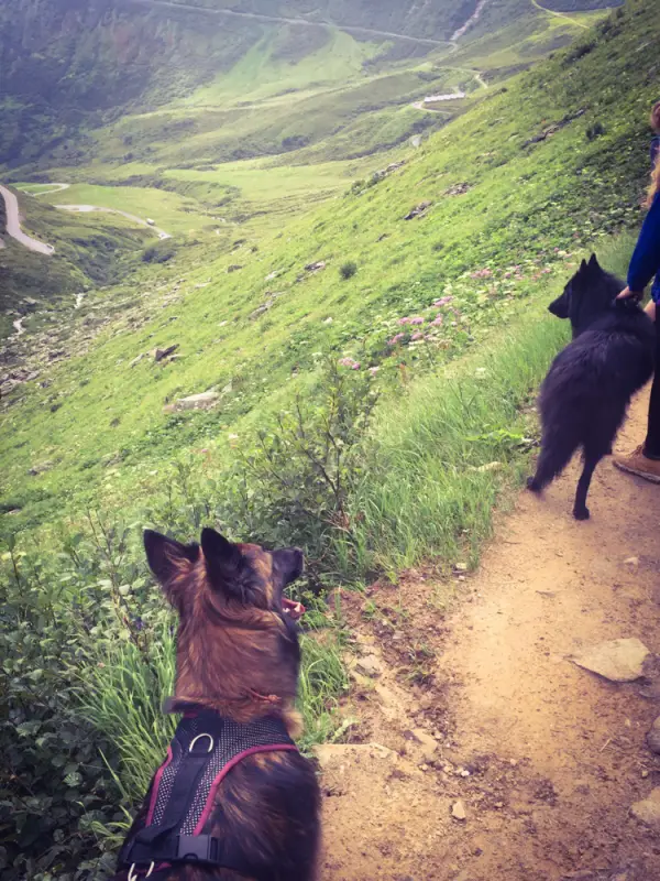 Eine Frau, die einen Hund auf einem Pfad läuft. – Jugend und Hund Lager 2016 in Segnas