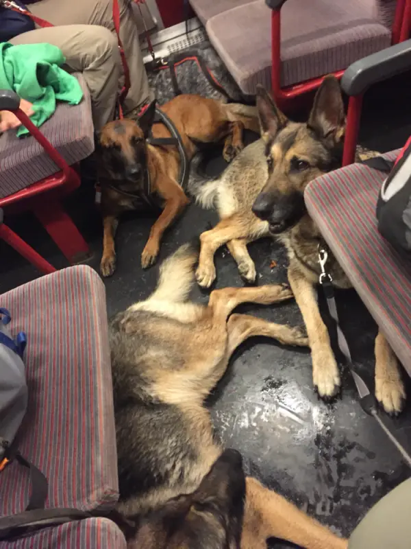 Zwei hunde auf schiffen sitz bus bus bus bus bus bus bus bus bus bus bus bus bus bus bus bus bus bus bus bus bus bus bus bus bus bus bus… – Jugend und Hund Lager 2016 in Segnas