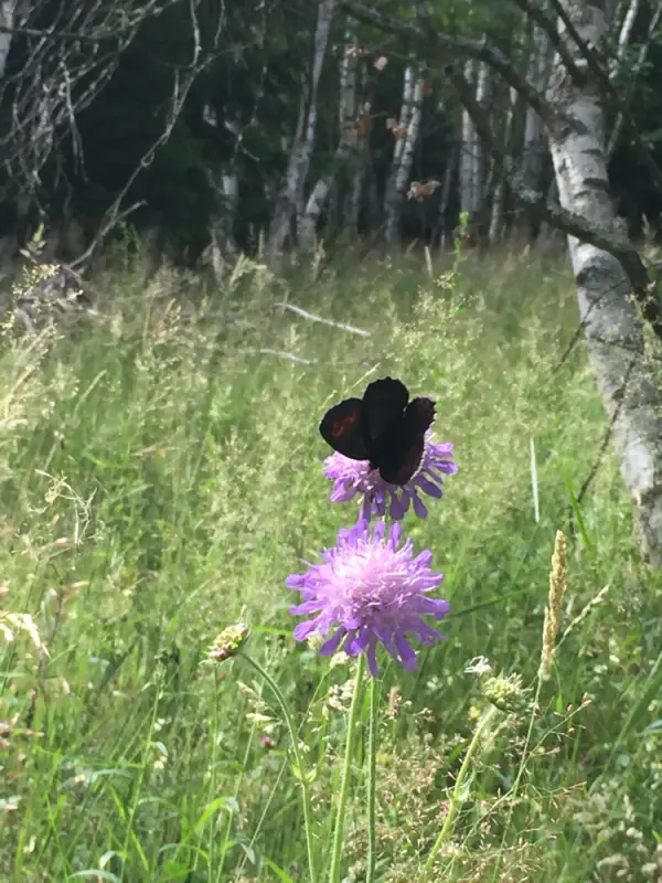 Ein Schmetterling auf einer Blume in einem Feld. – Jugend und Hund Lager 2016 in Segnas