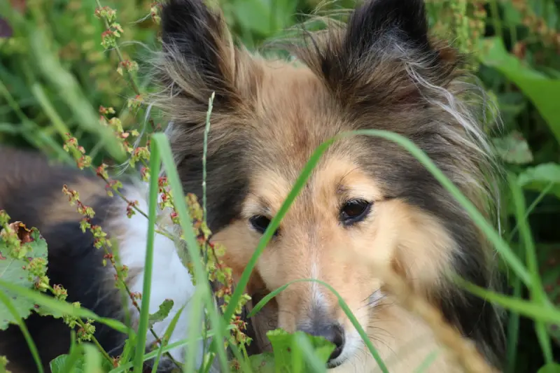 Ein hund ist legen in das gras in der. – Jugend und Hund Lager 2016 in Segnas