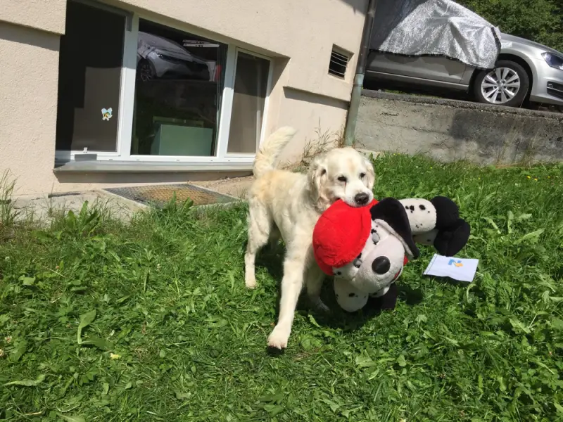 Ein Hund mit einem ausgestopften Tier im Mund. – Jugend und Hund Lager 2016 in Segnas