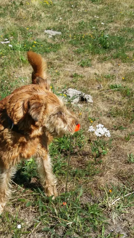 Ein Hund steht im Gras mit einem Ball. – Jugend und Hund Lager 2018 in Segnas