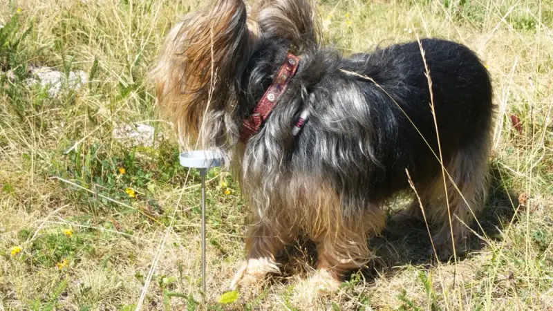 Ein kleiner Hund stehend im Gras. – Jugend und Hund Lager 2018 in Segnas